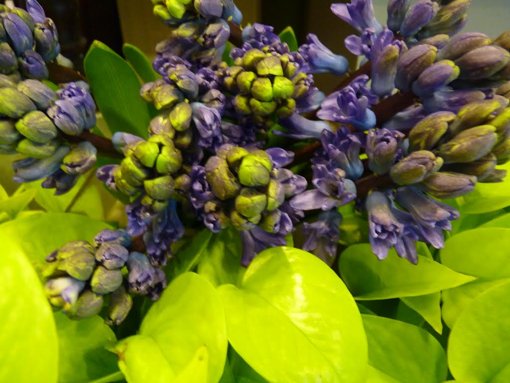 hiacinth