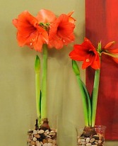 amaryllis-mslb7044_vert not ours